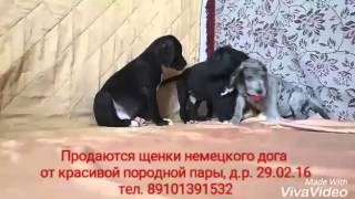 Продажа щенков немецкого дога Продажа щенков немецкого дога