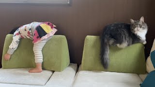 猫のように眠る娘の真似をする猫　ノルウェージャンフォレストキャット　Imitate daughter. Norwegian Forest Cat.