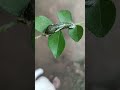 caterpillarfeedingoncitrus and curryleafplantsand areknownfor theirdefensivefoulsmelling orangehorns
