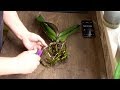 Как ПРАВИЛЬНО пересадить орхидею в керамзит за 10 минут