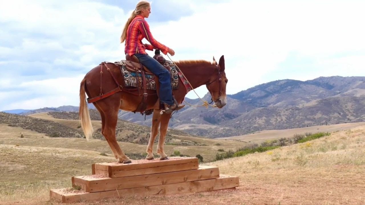 Trail Mule For Sale YouTube