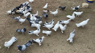 Бакинская Широкохвостые голуби