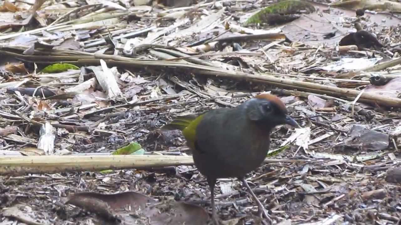 Silver-eared Laughingthrush at Doi Lang 
