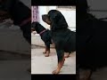 mr. Sultan #rottweiler #shorts #reel #pets