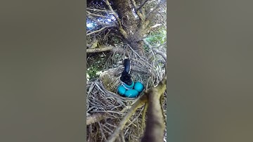 The Ultimate Bird Nest Compilation