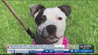 Dog stolen from Nicholas Pet Haven, returned thanks to social media