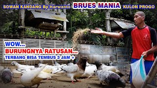 WOW...HUNDREDS OF BIRDS (Flying can last for more than 3 hours)