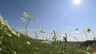 Цветы, река Обь, Руян на Оби, Сибирь  Россия  Футаж  Фоновое видео  Релакс  Видео для расслабления