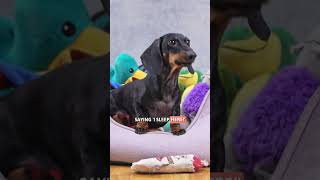 Why Do DOGS SCRATCH the BED Before Lying Down? 🐶🛏️ #Dogs #Shorts