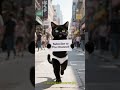 😂 Cat in Underwear Walking with a Big Sign: “Subscribe to the Channel!” 🐾📢 | Funny Cat Short