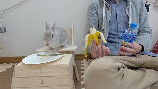 体調不良なのでうさぎさんとバナナを食べてみた