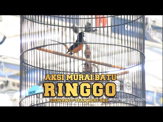 AKSI MURAI BATU RINGGO DI MASTERPIECE AWARD class=