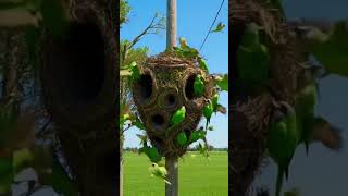 Monk Parakeet Colony Building Giant Stick Nests Together
