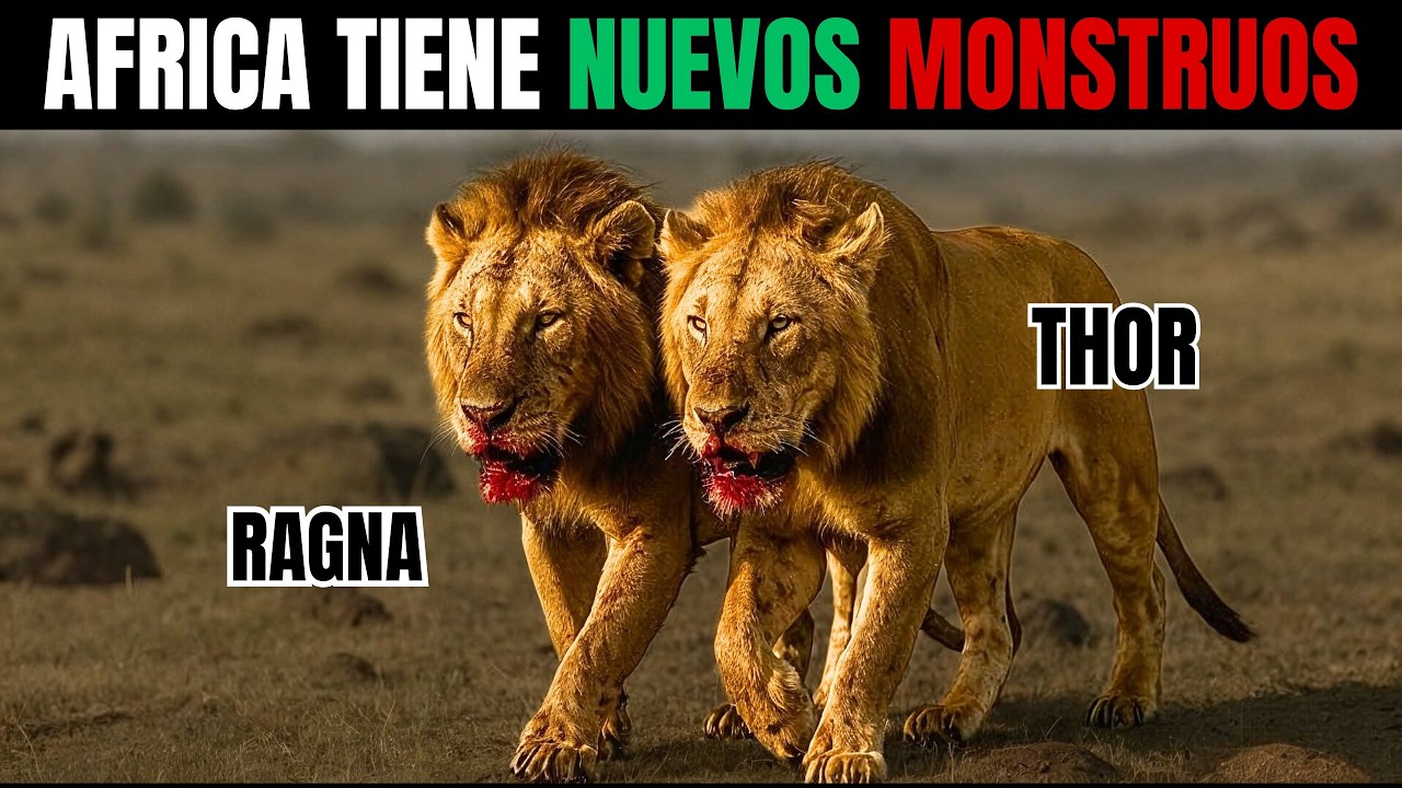 La MALDICIÓN de los GEMELOS LEONES: Nacieron Juntos, Murieron ENEMIGOS