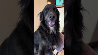 Flat Coated Retriever Gorgeous Dog | Simply the Best Animal