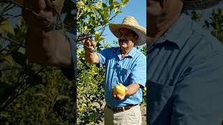 Making fresh lemonade recipe #fruit #worldattractions #touristattractions #nature #touristattraction