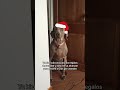 La oración será largaaa ✨✨❣️🦭🩵 #navidad #dogshorts #weimaraner #dogslife #amorperruno #xmasgift