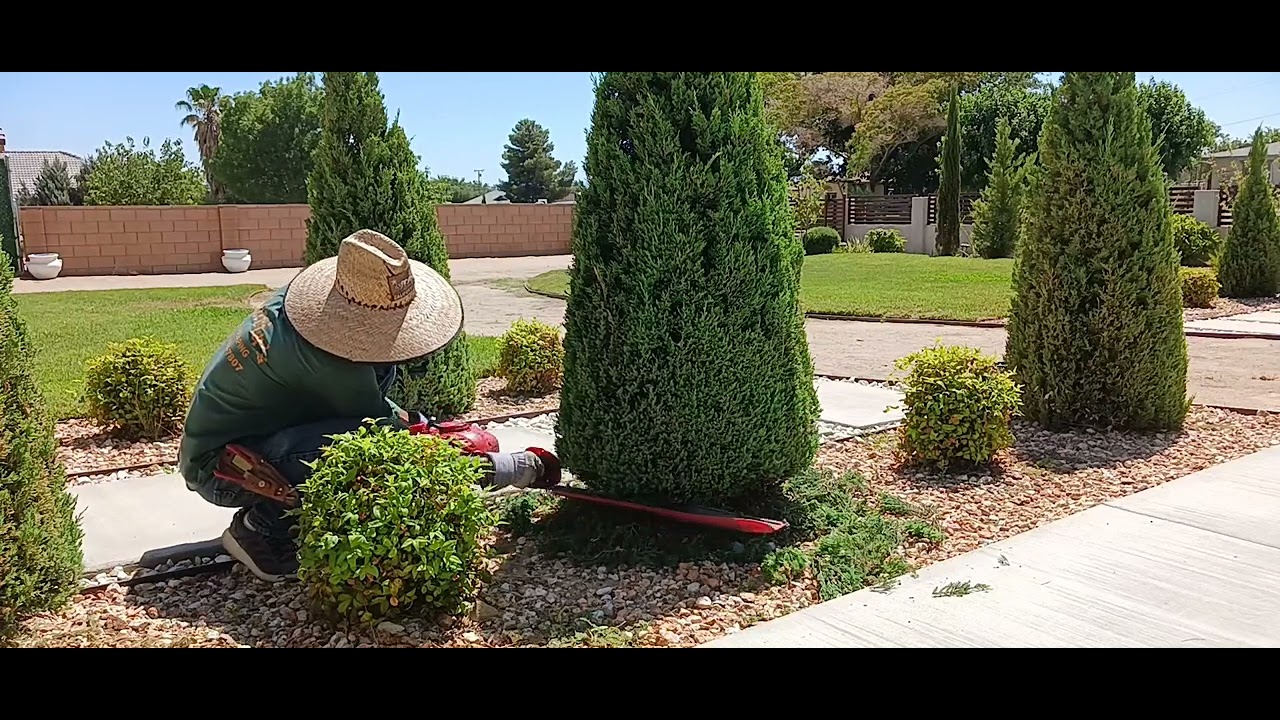 Como podar tus Pinos pequeños/recortando la parte de abajo para que no se quede la basura