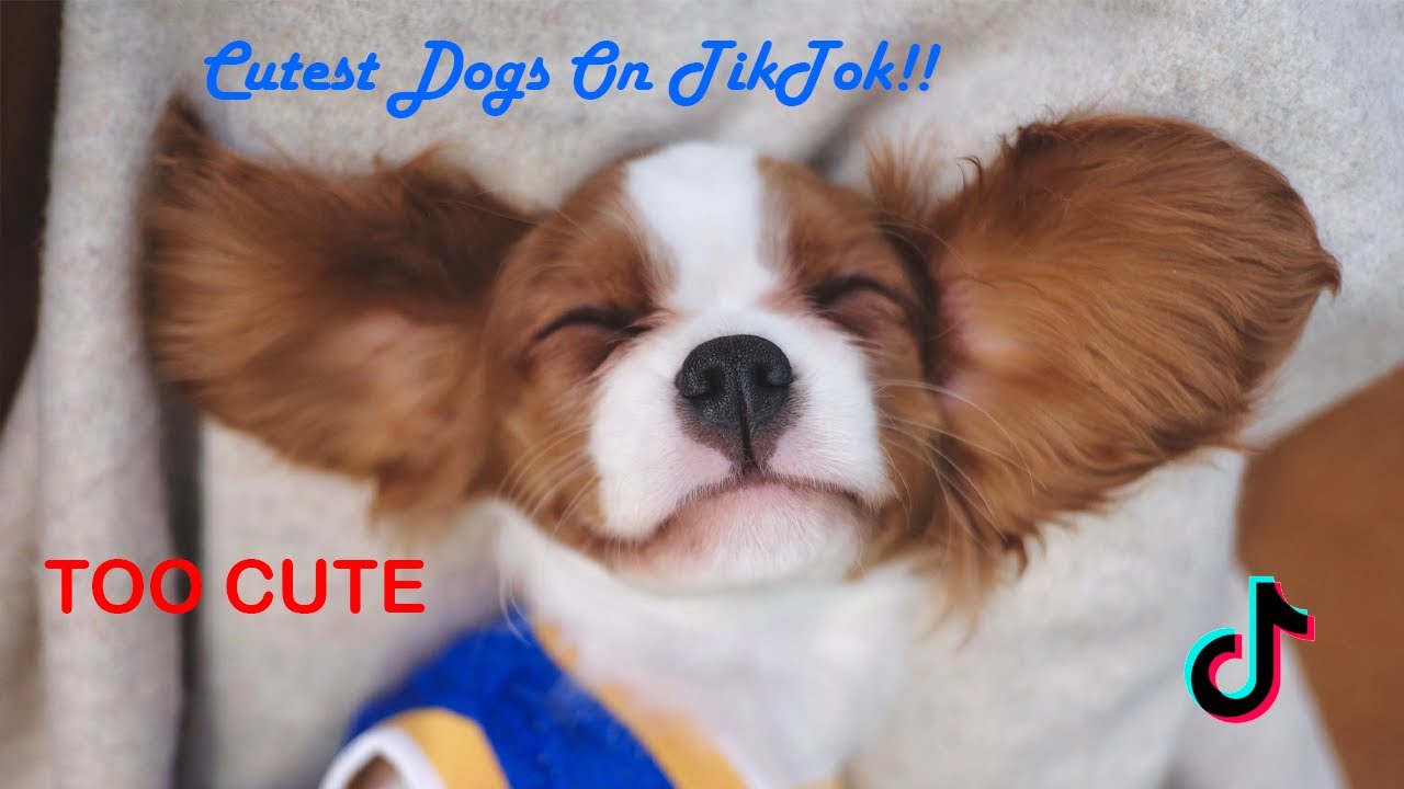 The Cutest Dogs On TikTok!! (Too Cute To Handle!) TikTok Compilation YouTube