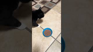 Babies Say Where Is The Food