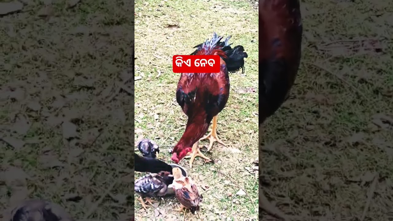 କିଏ ନବ କହିବେ 