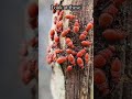 Look what are these 😨😨😨 #phonkmusic #audio #macro #nature #insects #videography