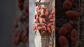Look what are these 😨😨😨 #phonkmusic #audio #macro #nature #insects #videography