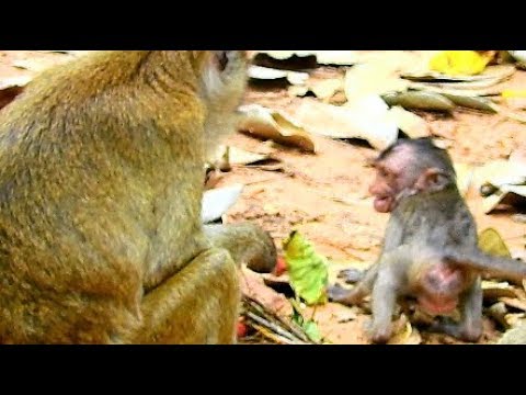 Oh No Why Amari Beat Baby Monkey Lori To Cry Loudly What Wrong Oh No Why Amari Beat Baby Monkey Lori To Cry Loudly What Wrong