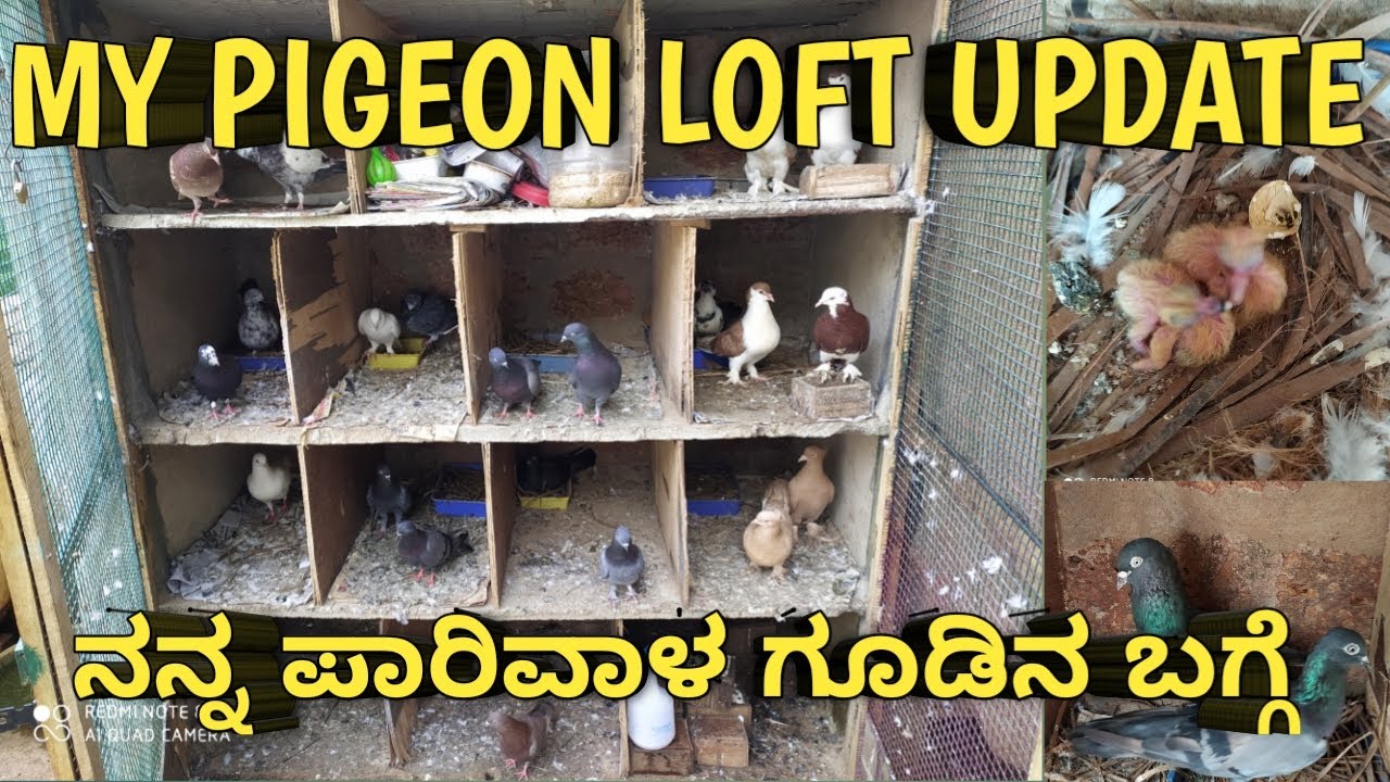 My Pigeon Loft Update| ನನ್ನ ಪಾರಿವಾಳ ಗೂಡಿನ ಬಗ್ಗೆ| Green Lives| Kannada