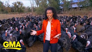 Why your Thanksgiving turkey might cost more this year l GMA