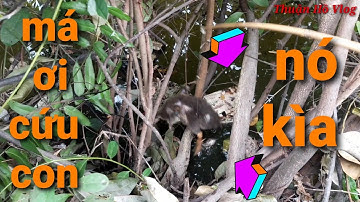 câu vịt mùa mưa // lần đầu gặp con cá bạo cở này vịt chưa đụng nước đã táp