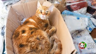 The poor cat was living his last moments on the roadside but no one came to help him!