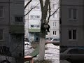 Городские медведи