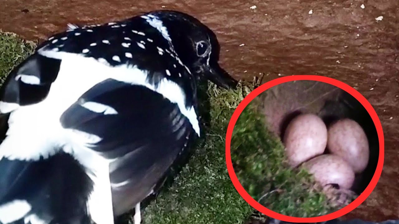 Spotted forktail Birds.. Protects and maintains its eggs well [ Review Bird Nest ]