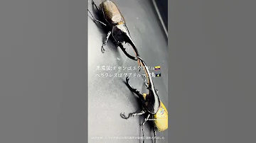 左 ヘラクレスオキシデンタリス右 ヘラクレスヘラクレスどっち派 