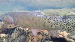Wild Vermejo | Catching a Rio Grande cutthroat  trout