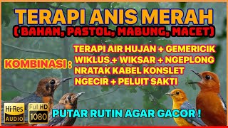 🔴 TERAPI ANIS MERAH DONGKRAK BIRAHI \u0026 EMOSI [UNTUK TROTOL, PASTOL, PASCA MABUNG \u0026 ANIS MERAH MACET]