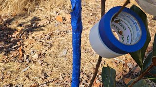 REPAIR Damaged #Trees, Missing Bark