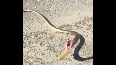 a dangerous snake jump a man full attitude video whatsapp status #short