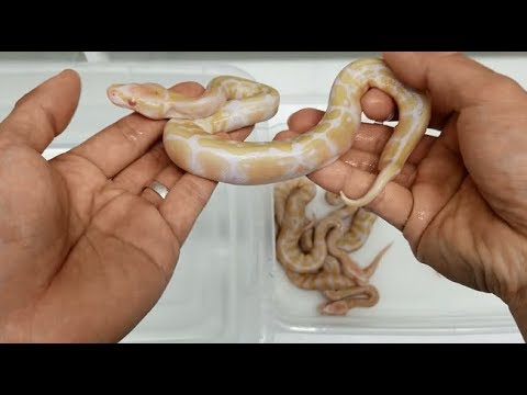 baldwin brothers Ball Pythons - Clutch #6 Albinos and clutch #4 update