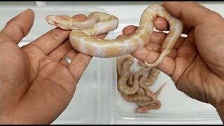 Ball Pythons - Clutch #6 Albinos and clutch #4 update