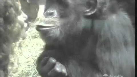 The funniest animals from www metacafe com