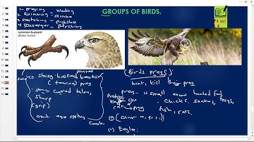 primary six (p6) science notes lesson 4 groups of  birds