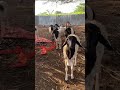 Xannaaneynta Xoolaha Ee Casriga Ah Somalia Farming Somalicommunity Animalfeed Duet Goatfarm Xannaaneynta Xoolaha Ee Casriga Ah Somalia Farming Somalicommunity Animalfeed Duet Goatfarm