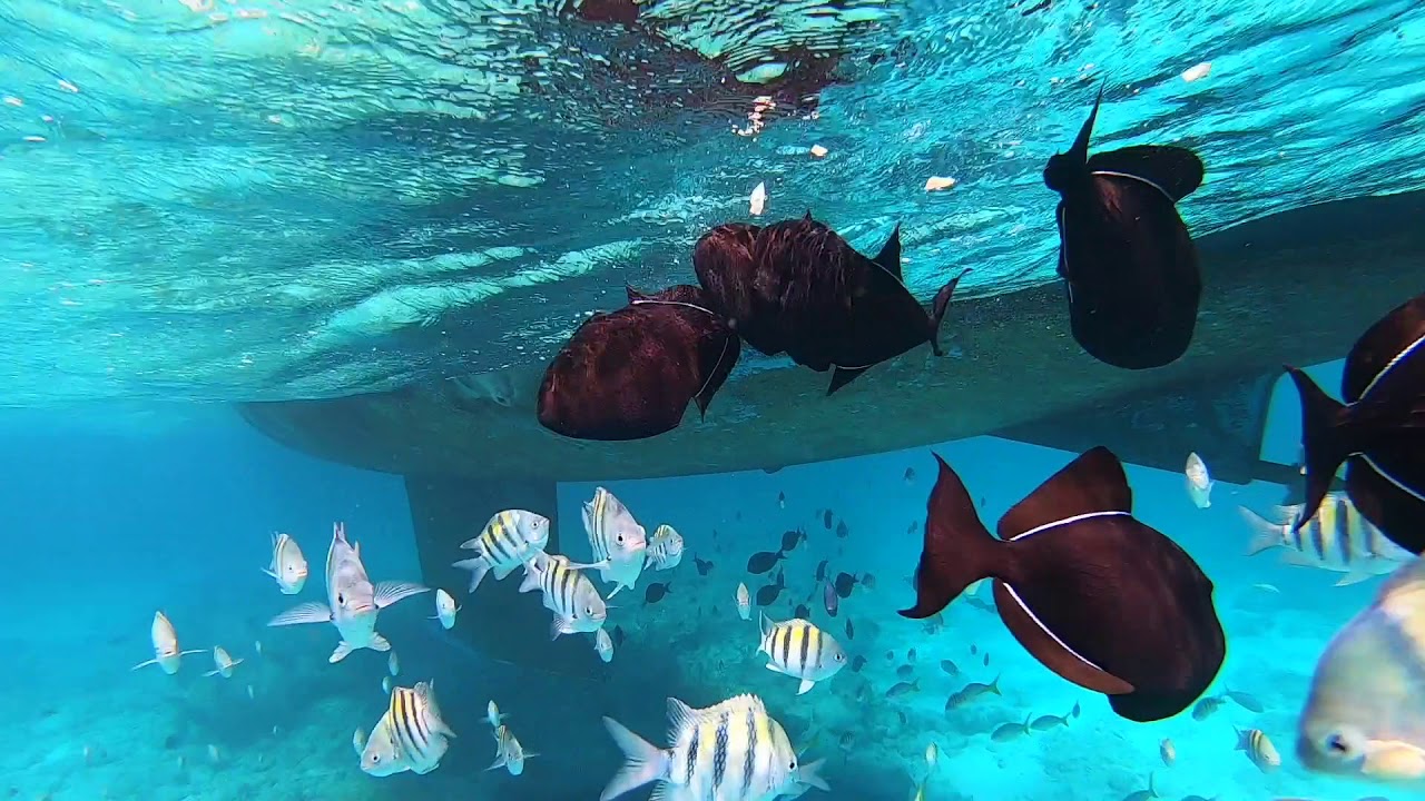 Snorkeling Grand Bahama and Nassau 2020 YouTube