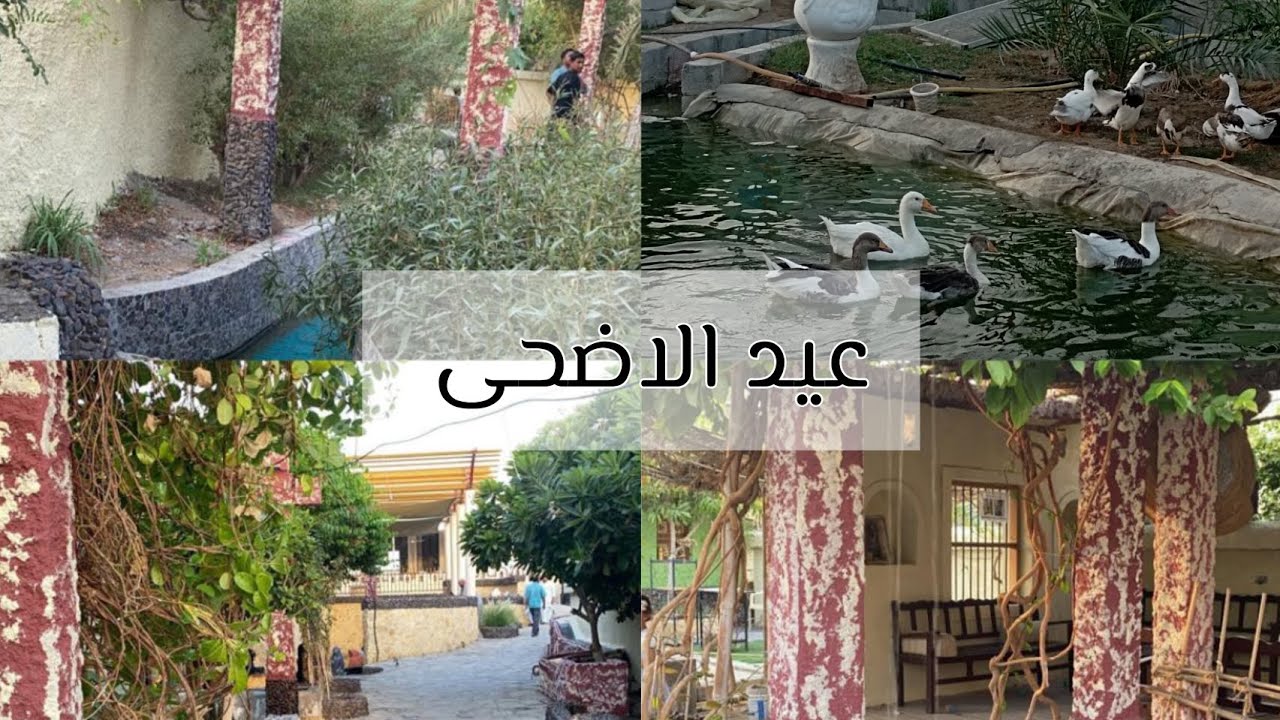 فلوق أول أيام عيد الأضحى في سلطنة عُمان🇴🇲🐑✨الشواء العماني•المشاكيك•طلعة✨🥳 #عيد_اضحى_مبارك