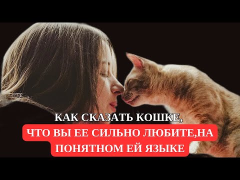 Видео: Как Сказать Кошке, Что Вы ее Сильно Любите, На Понятном Ей Языке