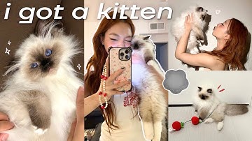 24 HRS w/ NEW KITTEN 🐈‍⬛: cat supplies haul, cute day in my life, basically a mommy vlog lol