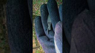 Пошук з металошукачем #metaldetecting #копмонет #пошукзолота