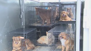 Greene County shelter asking for help after man dies, leaving behind 60 dogs
